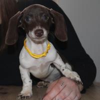 Bassotto Nano piebald