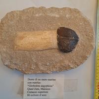 Dente di SAURO marino Fossile 80 mio anni