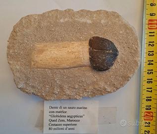 Dente di SAURO marino Fossile 80 mio anni