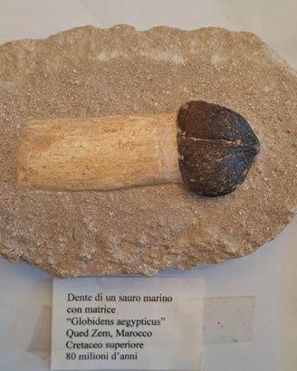 Dente di SAURO marino Fossile 80 mio anni