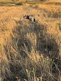 Setter inglese