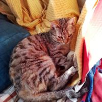 Liz gattina 5 mesi