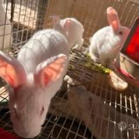 Conigli giovani ottimi riproduttori e non