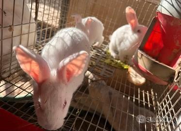 Conigli giovani ottimi riproduttori e non