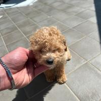 Barboncino mini toy