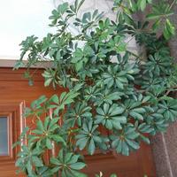 Piante appartamento