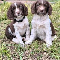 Springer Spaniel