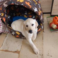 Labrador maschio