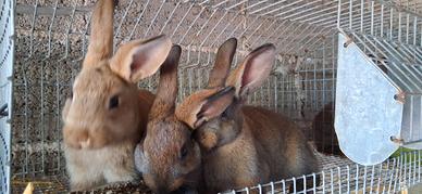 Conigli mix belga e blue