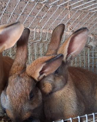 Conigli mix belga e blue