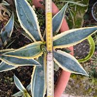 piante di agave variegata Americana 