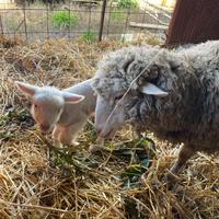 Pecora da carne figliata