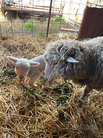 Pecora da carne figliata