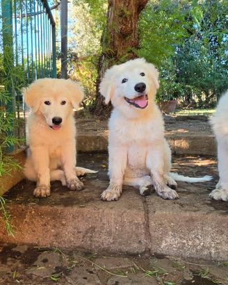 Cucciole Pastore Maremmano Abruzzese