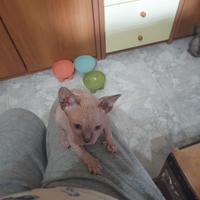 Livorno Toscana Canadian Sphynx