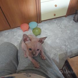 Livorno Toscana Canadian Sphynx