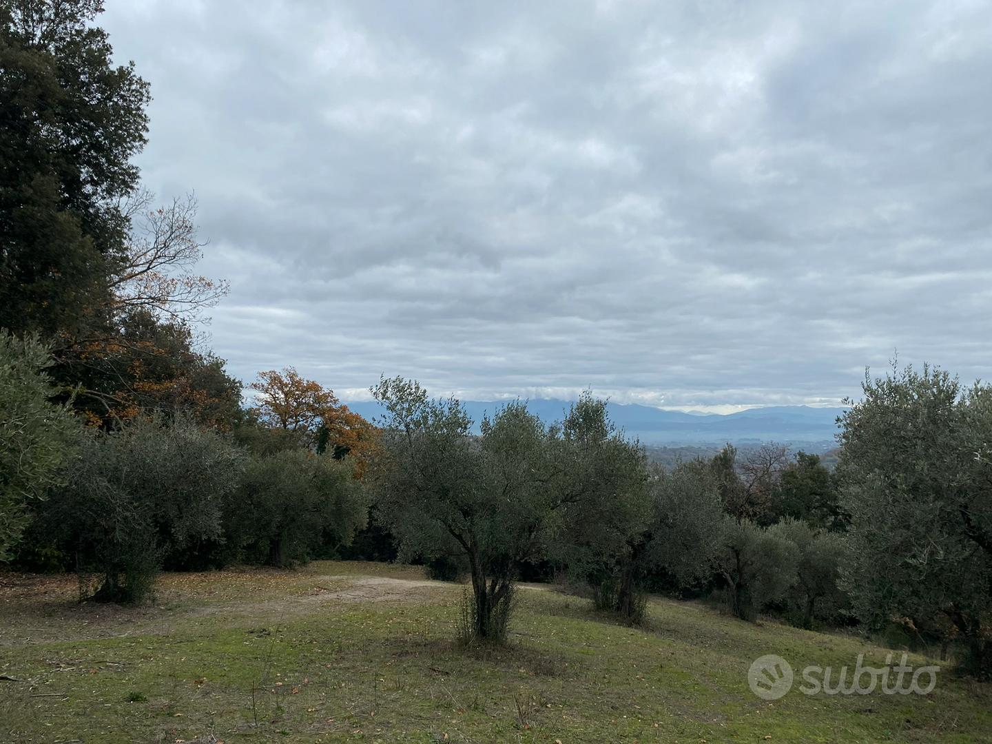 Terreno uliveto parco attrezzato - Vista 5