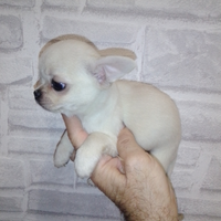 Chihuahua mini Toy