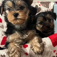 Yorkshire cuccioli