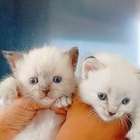 Gattini ragdoll