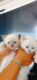 Gattini ragdoll