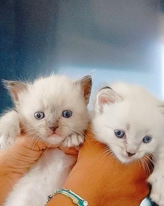 Gattini ragdoll
