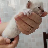 Cuccioli gatto di bengala