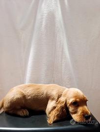 Animale