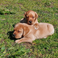 Labrador
