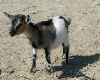 Caprette tibetane
