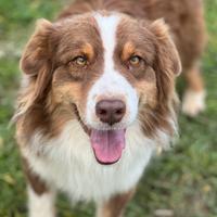 Pastore australiano per monte