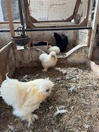 Galline Moroseta