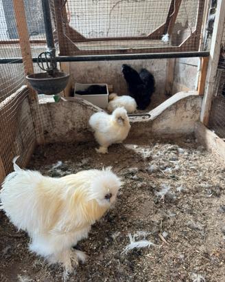 Galline Moroseta