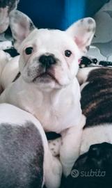 Bulldog francese
