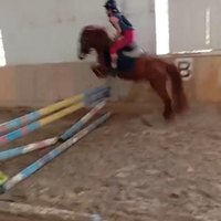 Pony Irlandese