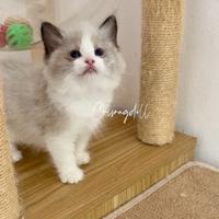 Cuccioli Ragdoll femmina