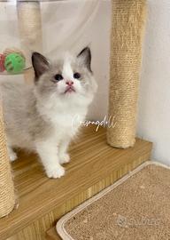 Cuccioli Ragdoll femmina
