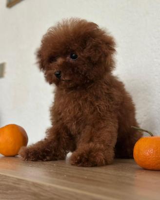 Barboncino mini toy pedigree