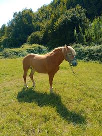Avelignese/Haflinger