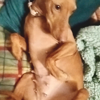 IN ARRIVO Cuccioli di Cirneco dell' Etna pedigree