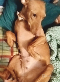 IN ARRIVO Cuccioli di Cirneco dell' Etna pedigree