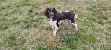 Springer spaniel inglese