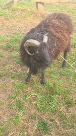 Pecora nana ouessant