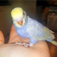 Cocorita rainbow maschio allevato a mano