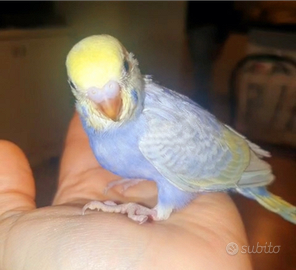 Cocorita rainbow maschio allevato a mano