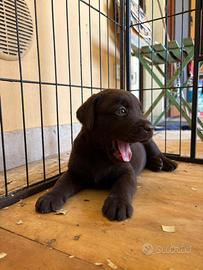 Cuccioli di Labrador