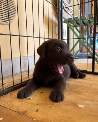 Cuccioli di Labrador