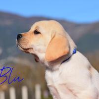 Cuccioli di Labrador con pedigree