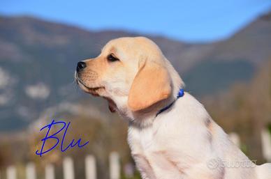 Cuccioli di Labrador con pedigree