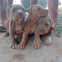 Pitbull Amstaff